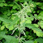 Ortiga. Nettle