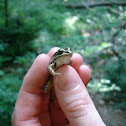 Southern Leopard Frog