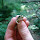 New Jersey Flora and Fauna