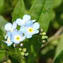 Forget-Me-Not