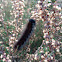 Fox Moth