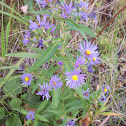 Purple-stemmed aster
