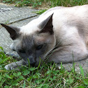 Domestic cat