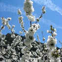 Wild plum tree