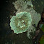 Lichens