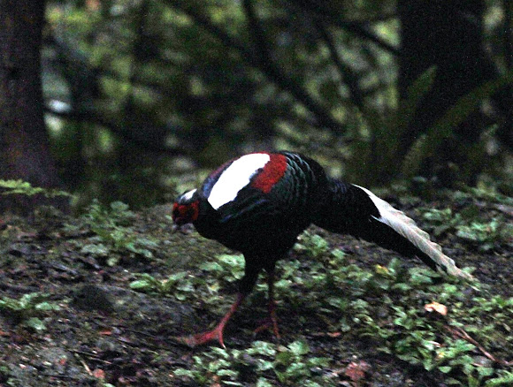 Spotting Image 1