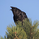 Common Raven