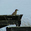 Huairavo (Juvenil) / Black-crowned Night Heron (Juvenile)