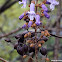 Foxglove Tree