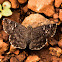 Spotted Small Flat