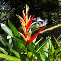 Heliconia