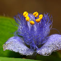 Crested Cat Ears