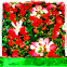 Indian paintbrushes, butterfly weed, hawkweed