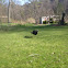 Wild Turkey