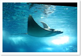 catfish_oceanario de lisboa