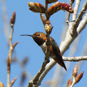 Hummingbird