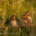 Burrowing owl