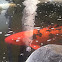 Koi fish