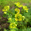Common Rue