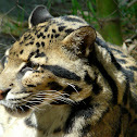 Clouded leopard