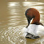 Canvasback