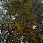 Green ash