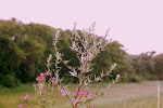 Bijvoet (Artemisia vulgaris)