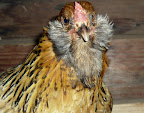 Am I too told to be a Lucky Clucker?
