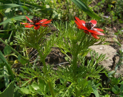 Adonis microcarpa,
Adonide a frutto piccolo,
pheasant's-eye,
red-chamomile,
Small Pheasant's Eye,
small-fruit pheasant's-eye