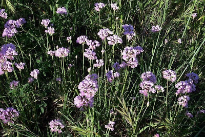 Allium roseum,
Aglio roseo,
ail ros&eacute;,
ajo de bruja,
alho-r&oacute;seo,
Rose Garlic,
Rosen-Lauch,
Rosenlauch,
rosy garlic