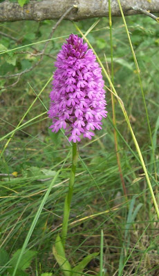 Anacamptis pyramidalis,
Orchide,
Pyramidal Orchid