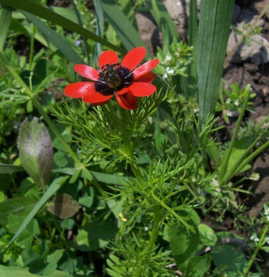Adonis microcarpa,
Adonide a frutto piccolo,
pheasant's-eye,
red-chamomile,
Small Pheasant's Eye,
small-fruit pheasant's-eye