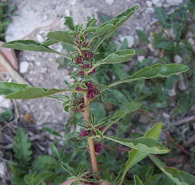 Amaranthus blitoides,
amarante fausse blite,
amaranto,
Amaranto blitoide,
bei mei xian,
bredos,
mat amaranth,
matweed,
matweed amaranth,
Niederliegender Amarant,
prostrate amaranth,
prostrate pigweed,
Spreading Amaranth