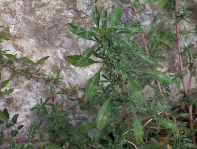 Amaranthus blitoides,
amarante fausse blite,
amaranto,
Amaranto blitoide,
bei mei xian,
bredos,
mat amaranth,
matweed,
matweed amaranth,
Niederliegender Amarant,
prostrate amaranth,
prostrate pigweed,
Spreading Amaranth