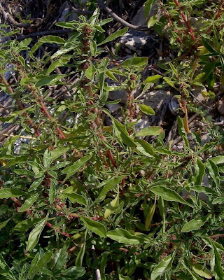 Amaranthus blitoides,
amarante fausse blite,
amaranto,
Amaranto blitoide,
bei mei xian,
bredos,
mat amaranth,
matweed,
matweed amaranth,
Niederliegender Amarant,
prostrate amaranth,
prostrate pigweed,
Spreading Amaranth