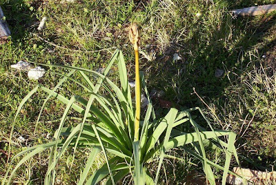 Asphodelus microcarpus,
Asfodelo mediterraneo,
Porraccio