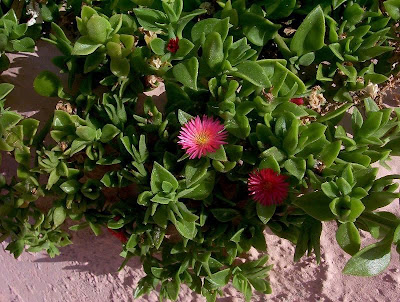 Aptenia cordifolia,
baby sun-rose,
Erba cristallina cordifolia,
Heart Leaf Iceplant,
heart-leaf iceplant,
heartleaf iceplant