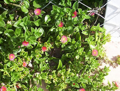 Aptenia cordifolia,
baby sun-rose,
Erba cristallina cordifolia,
Heart Leaf Iceplant,
heart-leaf iceplant,
heartleaf iceplant