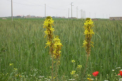 Asphodeline lutea,
Asfodelo giallo,
Jacob's-rod,
king's-spear,
yellow asphodel