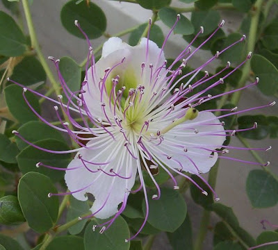 Capparis spinosa,
alcaparra,
alcaparro,
caper,
Caper Plant,
caperbush,
Cappero comune,
Common Caper,
c&acirc;prier,
Kapernstrauch