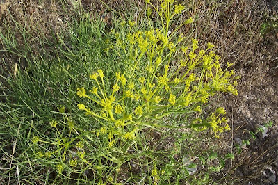 Cachrys libanotis,
Basilisco liscio