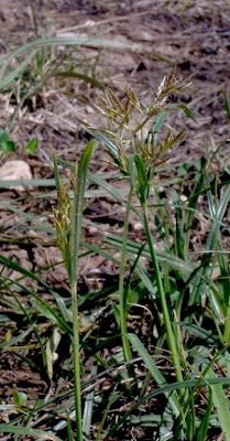 Cyperus rotundus,
alho-bravo,
capim-alho,
capim-dand&aacute;,
casta&ntilde;uela,
chaguan humatag,
coco-grass,
cocograss,
coquito,
juncia,
jun&ccedil;a,
kili'o'opu,
nut sedge,
nut-grass,
nutgrass,
pakopako,
purple nut sedge,
purple nutsedge