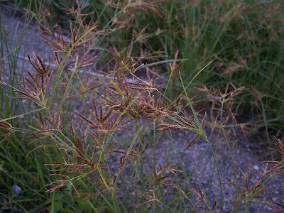Cyperus rotundus,
alho-bravo,
capim-alho,
capim-dand&aacute;,
casta&ntilde;uela,
chaguan humatag,
coco-grass,
cocograss,
coquito,
juncia,
jun&ccedil;a,
kili'o'opu,
nut sedge,
nut-grass,
nutgrass,
pakopako,
purple nut sedge,
purple nutsedge