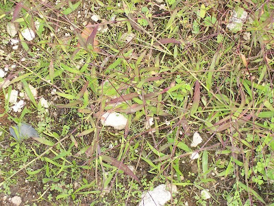 Digitaria sanguinalis,
Bluthirse,
Blutrote Fingerhirse,
crab finger grass,
Crabgrass,
Dewgrass,
digitaire sanguine,
garrachuelo,
hairy crab grass,
hairy crabgrass,
large crabgrass,
manne terrestre,
milh&atilde;-digitada,
panic sanguin