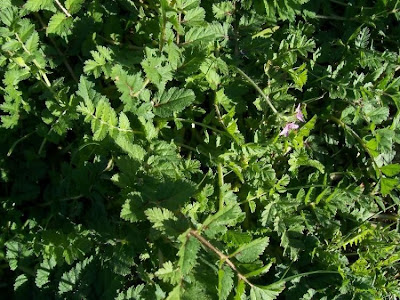 Erodium moschatum,
agulheira-moscada,
Becco di gr&ugrave; aromatico,
hierba de almizcle,
Moschus-Reiherschnabel,
musk-clover,
muskus-grass,
musky stork's bill,
musky stork's-bill,
white-stem filaree,
&eacute;rodium musqu&eacute;