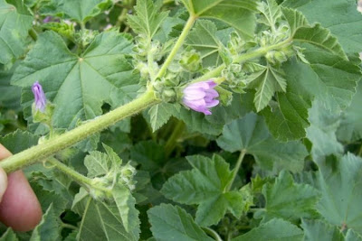 Lavatera cretica,
Cornish mallow,
Cretan-hollyhock,
Kretische Strauchpappel,
lavat&eacute;ra de Cr&ecirc;te,
malva-bastarda,
Malvone di Creta,
Smaller Tree Mallow