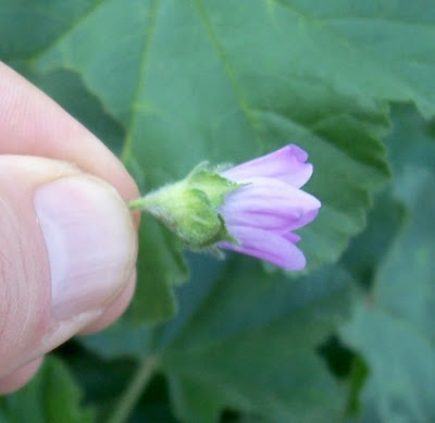 Lavatera cretica,
Cornish mallow,
Cretan-hollyhock,
Kretische Strauchpappel,
lavat&eacute;ra de Cr&ecirc;te,
malva-bastarda,
Malvone di Creta,
Smaller Tree Mallow