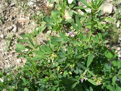 Medicago sativa,
alfalfa,
Erba medica,
Erba Spagna,
Medica,
Purple Medic,
yellow alfalfa