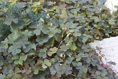 Oxalis corniculata,
'ihi,
acederilla,
Acetosella dei campi,
azedinha,
creeping lady's-sorrel,
creeping oxalis,
creeping wood-sorrel,
creeping woods,
creeping woodsorrel,
erva-azeda-de-folha-pequena,
Horn-Sauerklee,
oxalis