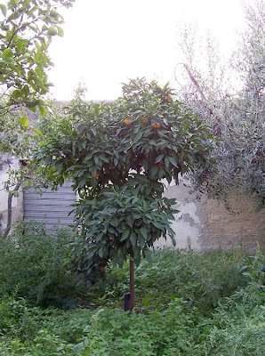 Citrus sinensis,
Apfelsine,
Apfelsinenbaum,
Arancio,
arancio dolce,
blood orange,
laranja doce,
laranja-amarga,
laranja-azeda,
laranja-bigarade,
laranja-da-terra,
laranja-de-sevilha,
laranjeira,
laranjeira doce,
naranja